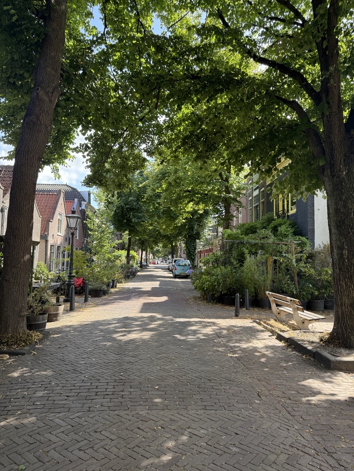 A quiet tree-lined street in the Netherlands